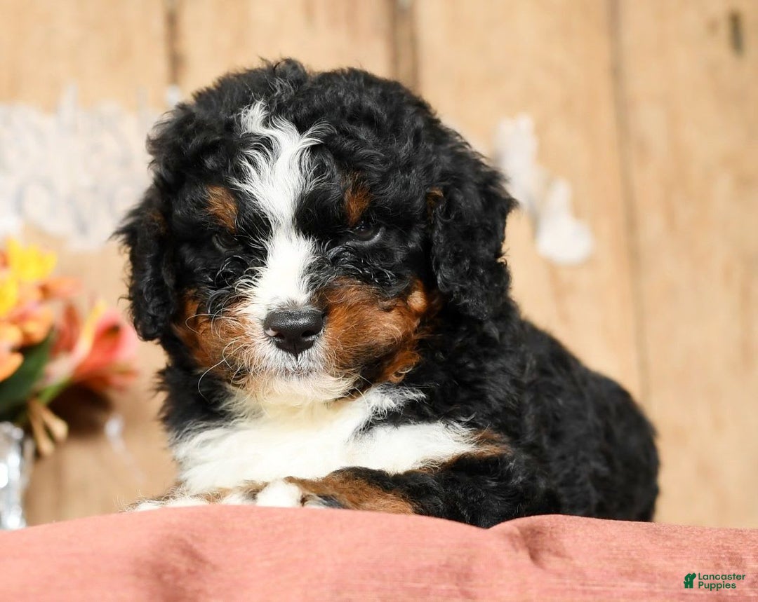 Mini Bernedoodle dogs for sale: Tatum - Image 2