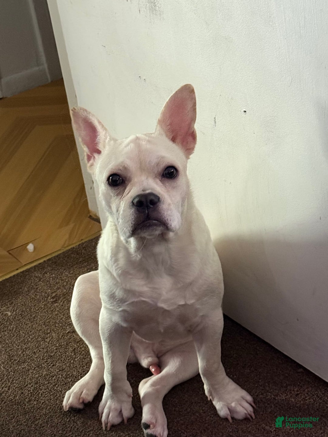 French Bulldog dogs for sale: Owen - Image 3