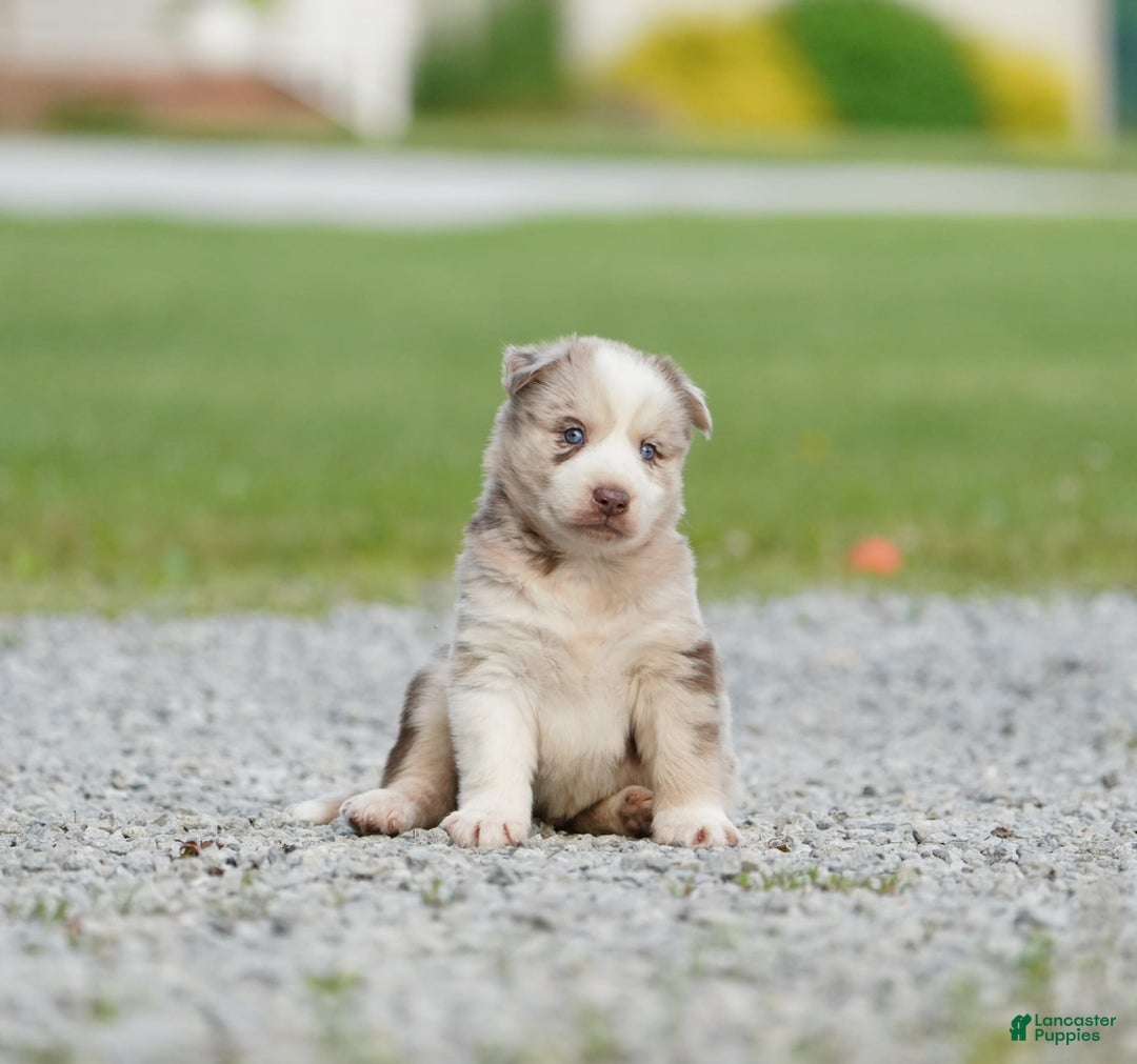 Gerberian Shepsky dogs for sale: Lawson - Image 15