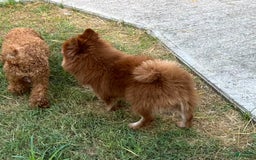 Pomeranian dogs for sale: Winston - Image 12