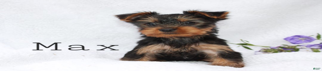 Max