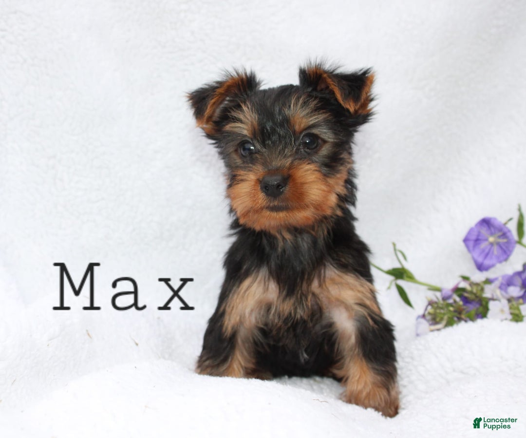 Yorkshire Terrier dogs for sale: Max - Image 1