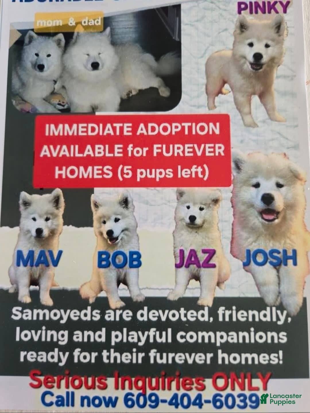 Samoyed dogs for sale: Bobby - Image 3