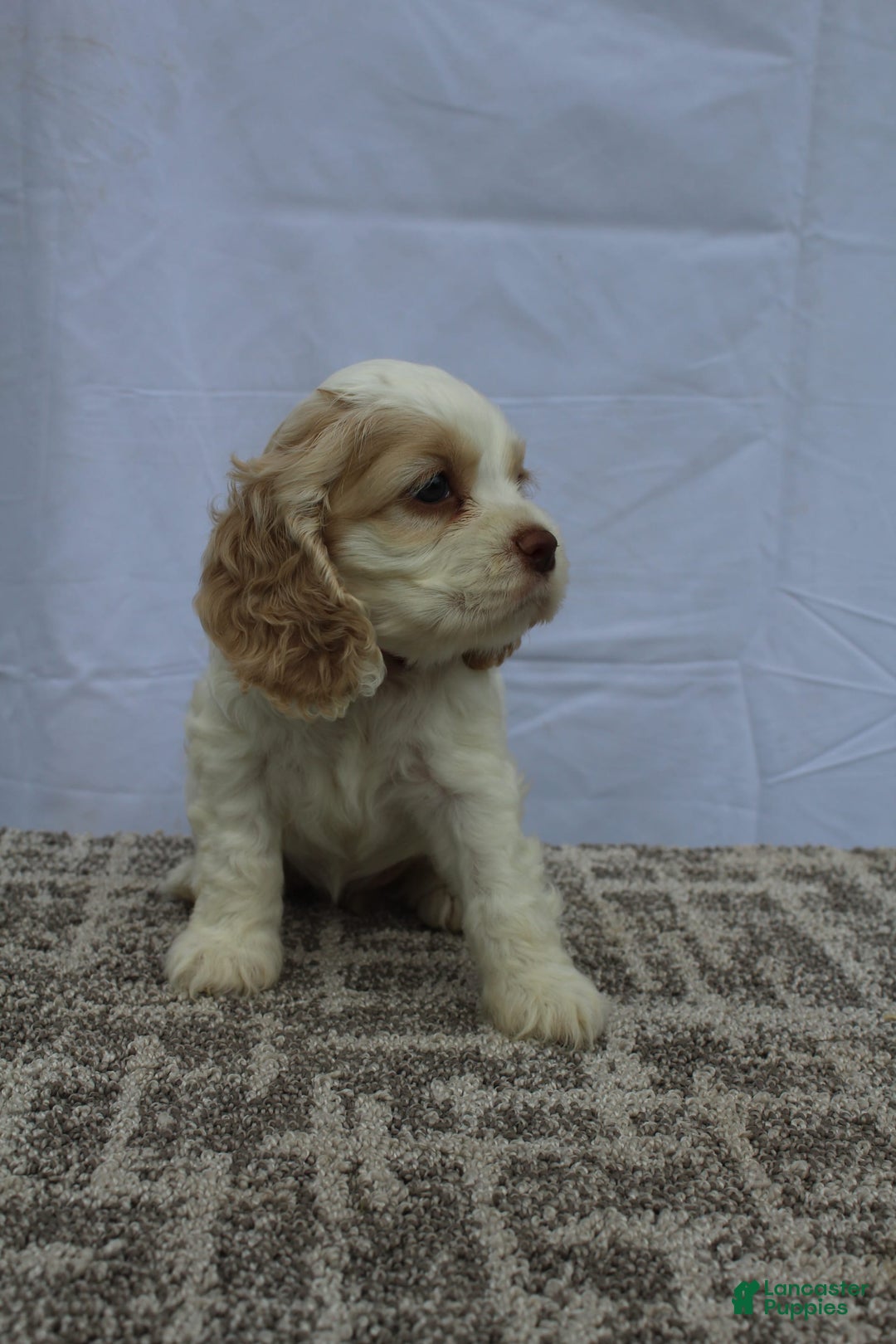 Cocker Spaniel dogs for sale: Sofie - Image 3