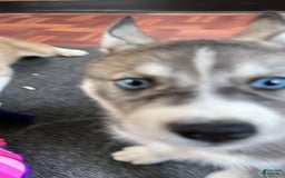 Siberian Husky dogs for sale: Shana - Image 1
