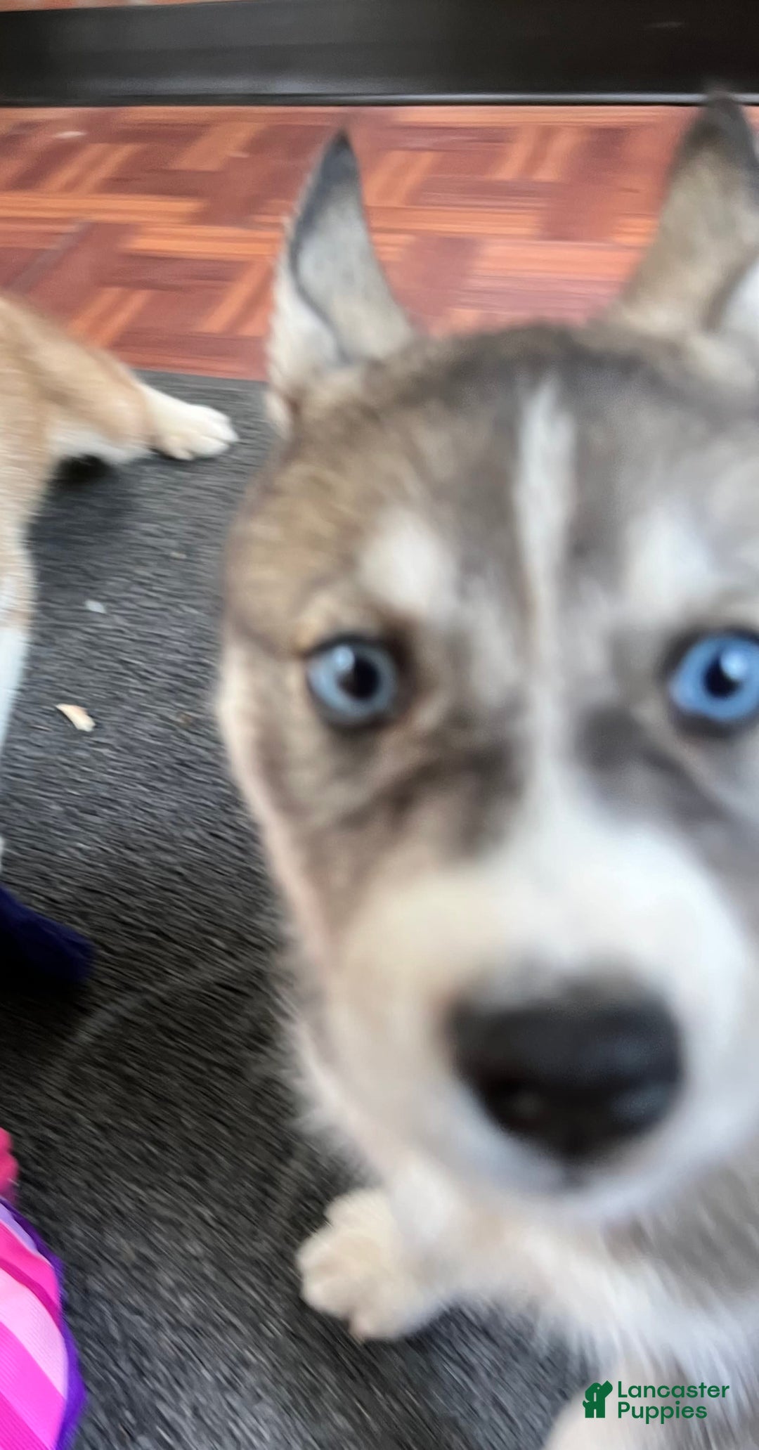 Siberian Husky dogs for sale: Shana - Image 1