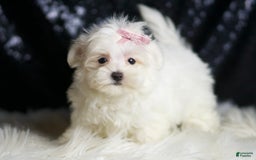 Maltese dogs for sale: Tillie - Image 2