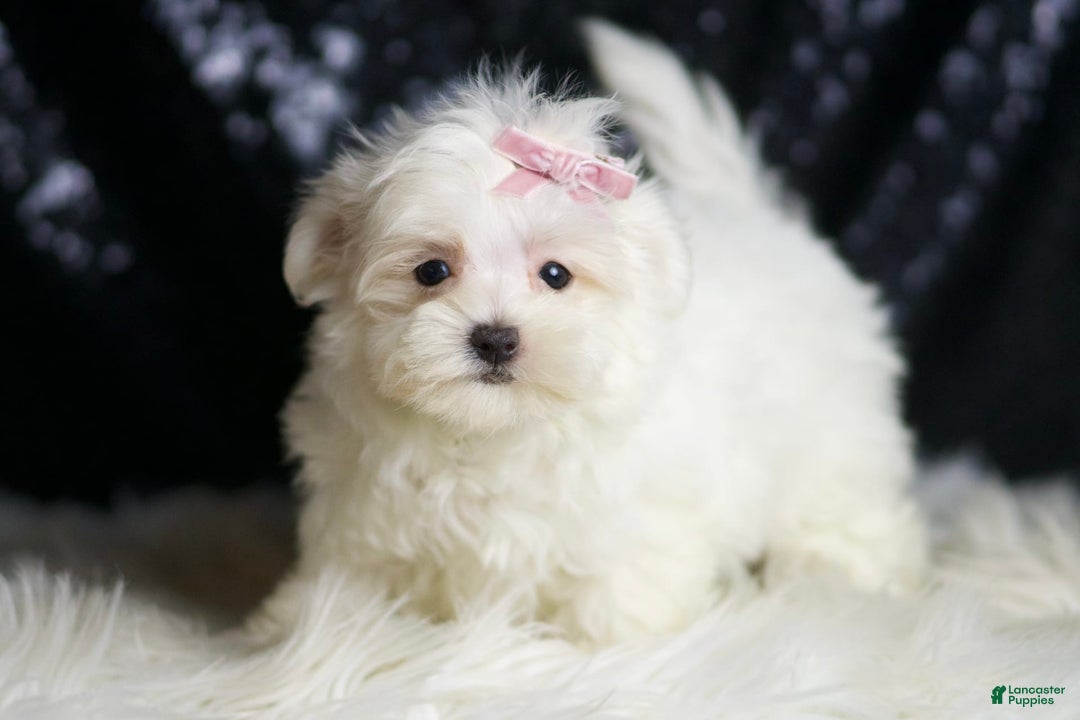 Maltese dogs for sale: Tillie - Image 2
