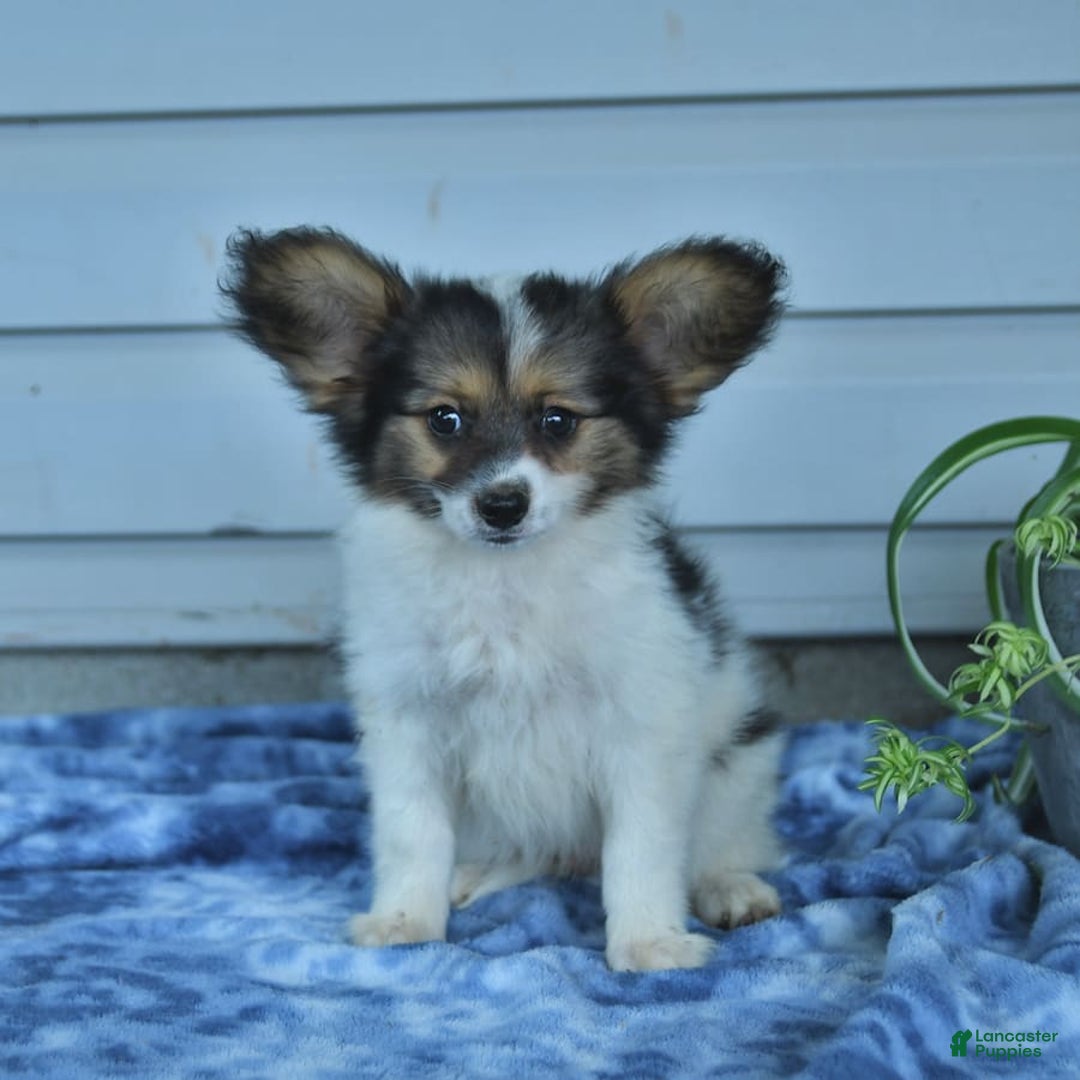 Papillon dogs for sale: Max - Image 4