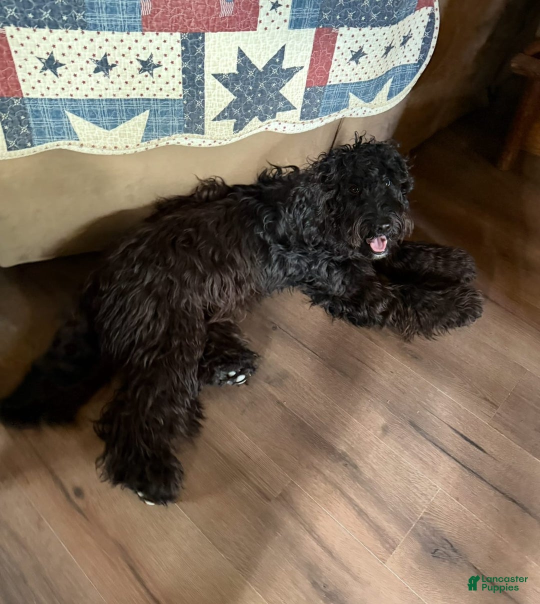 Goldendoodle dogs for sale: Willow - Image 4