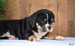 Beabull dogs for sale: Clint - Image 13