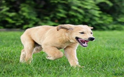 Golden Retriever dogs for sale: Cindy - Image 1