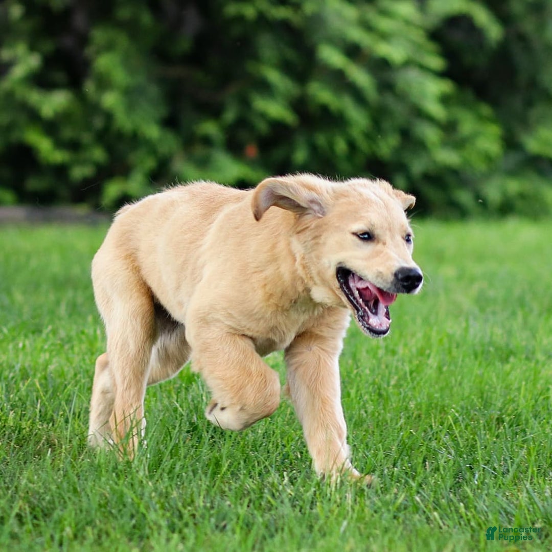 Golden Retriever dogs for sale: Cindy - Image 1
