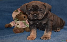 Olde English Bulldogge dogs for sale: Iris - Image 2