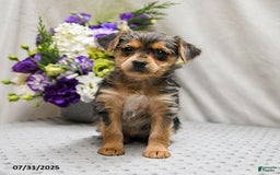 Jack Russell Terrier dogs for sale: Remy - Image 3