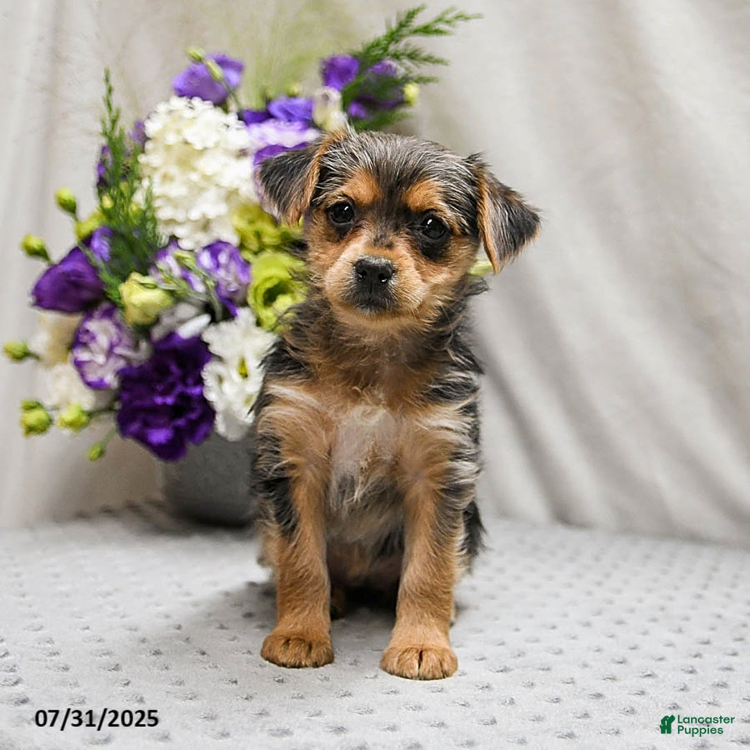 Jack Russell Terrier dogs for sale: Remy - Image 3