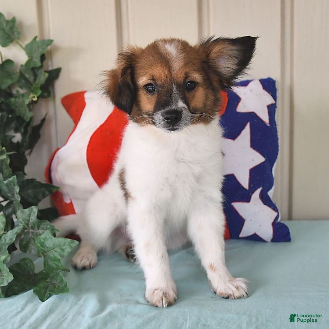 Papillon dogs for sale: Chico - Image 11