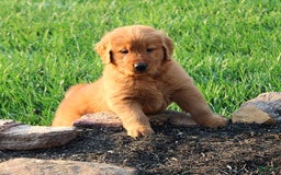 Golden Retriever dogs for sale: Jasper - Image 1