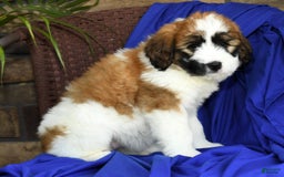Saint Berdoodles dogs for sale: Honey - Image 3