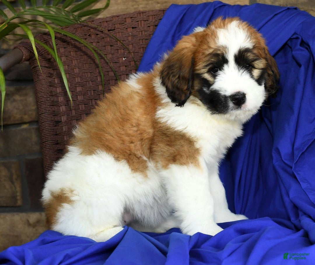 Saint Berdoodles dogs for sale: Honey - Image 3