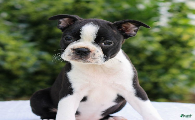 Boston Terrier dogs for sale - Ad 1