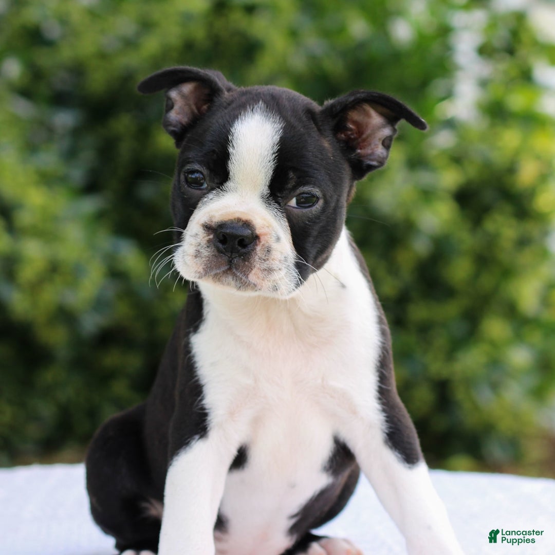 Boston Terrier dogs for sale: Angie - Image 1