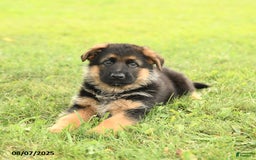 German Shepherd dogs for sale: Duke - Image 3