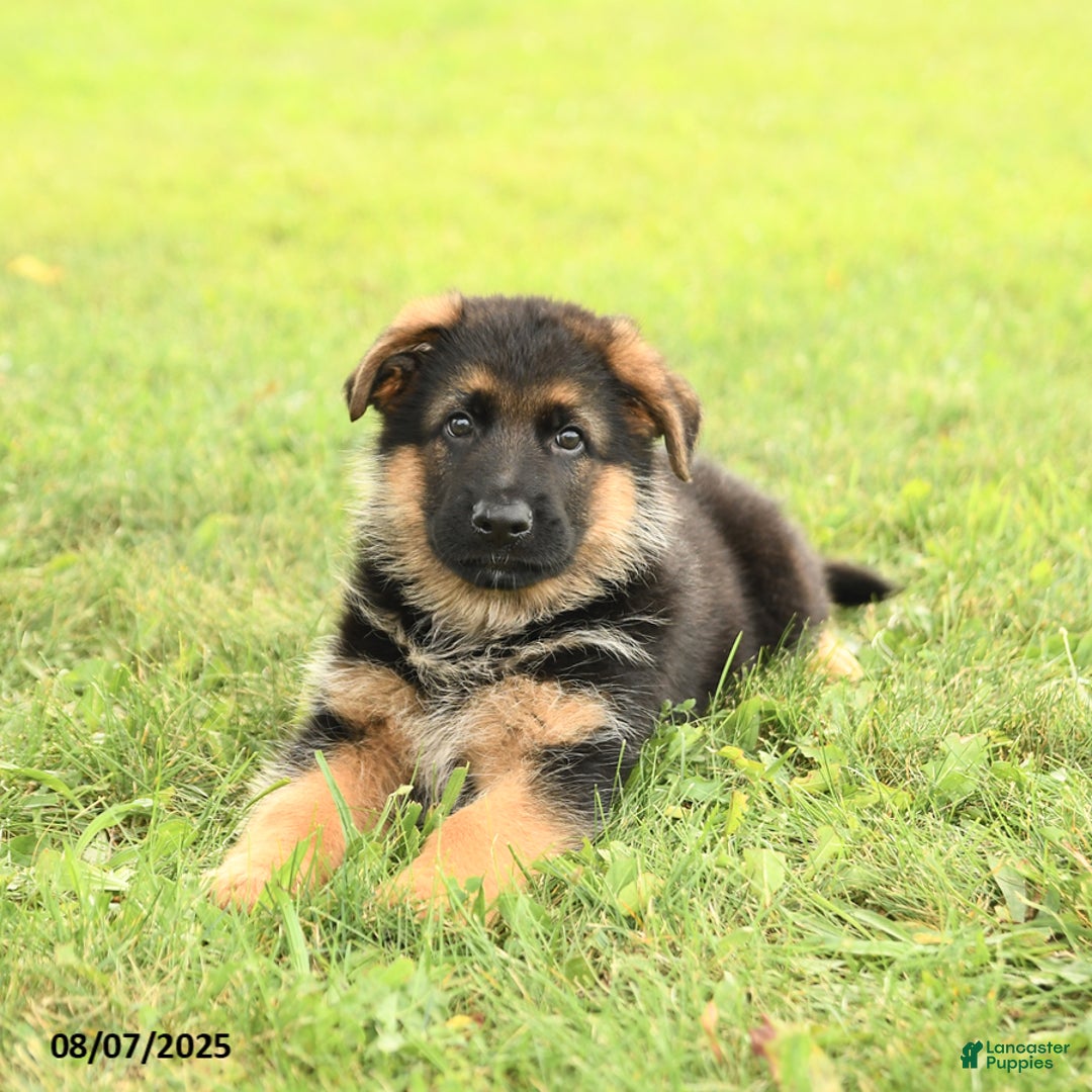 German Shepherd dogs for sale: Duke - Image 3