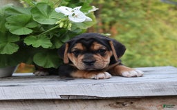 Beabull dogs for sale: Hope - Image 11