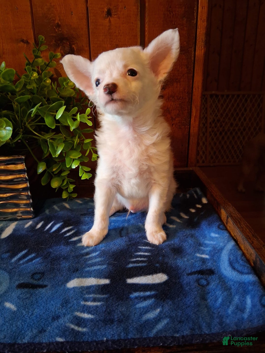 Chinese Crested dogs for sale: Teddy - Image 14