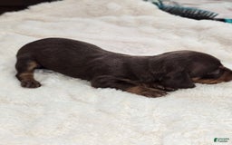 Dachshund dogs for sale: Daisy - Image 3