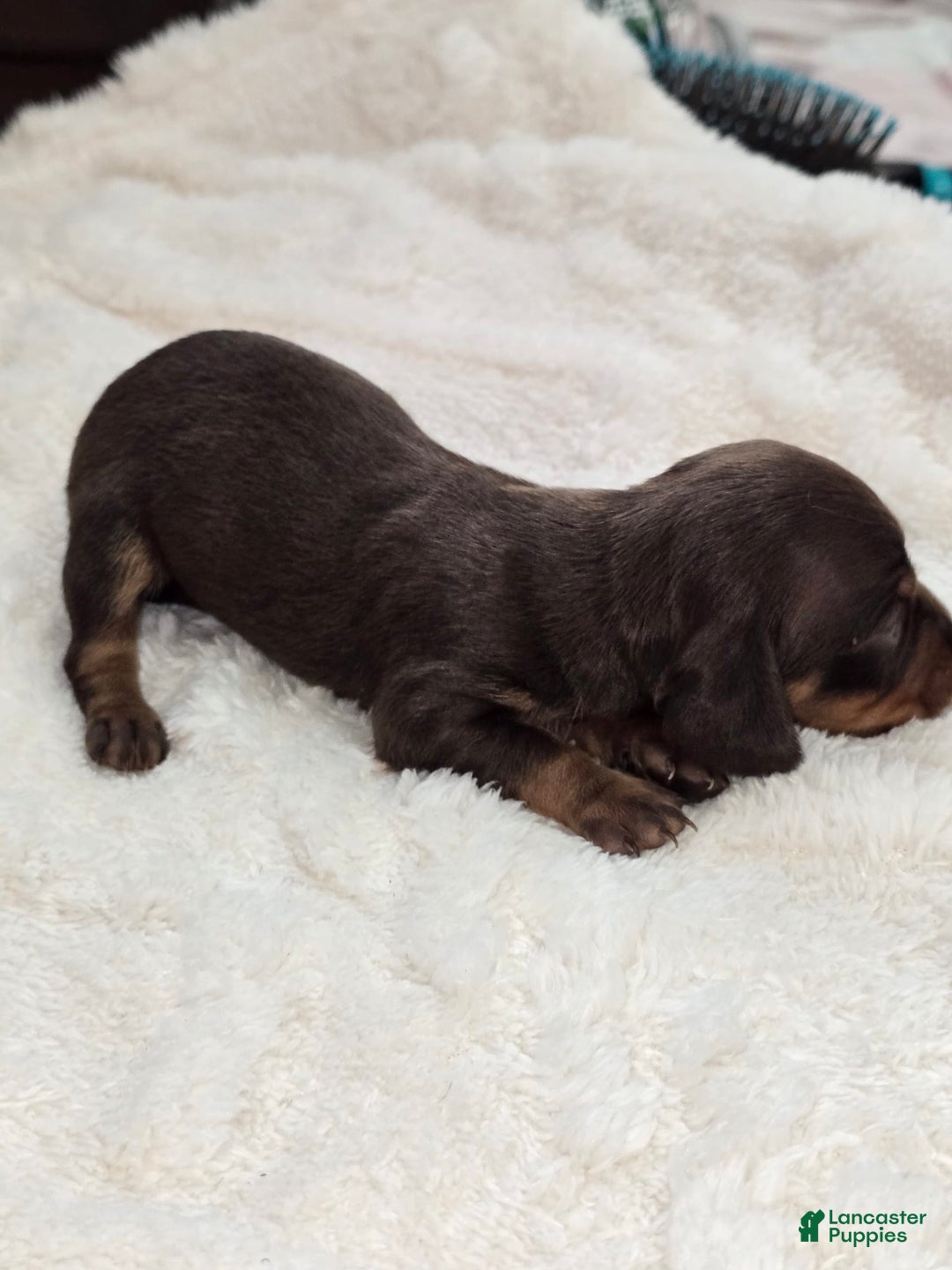 Dachshund dogs for sale: Daisy - Image 3