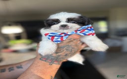 Shih Tzu dogs for sale: Shih Tzu 3 puppies - Image 9