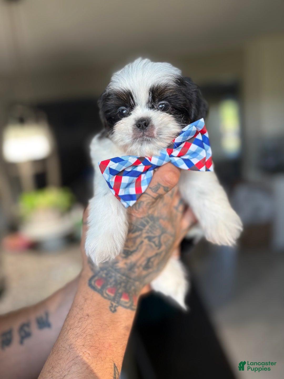 Shih Tzu dogs for sale: Shih Tzu 3 puppies - Image 9