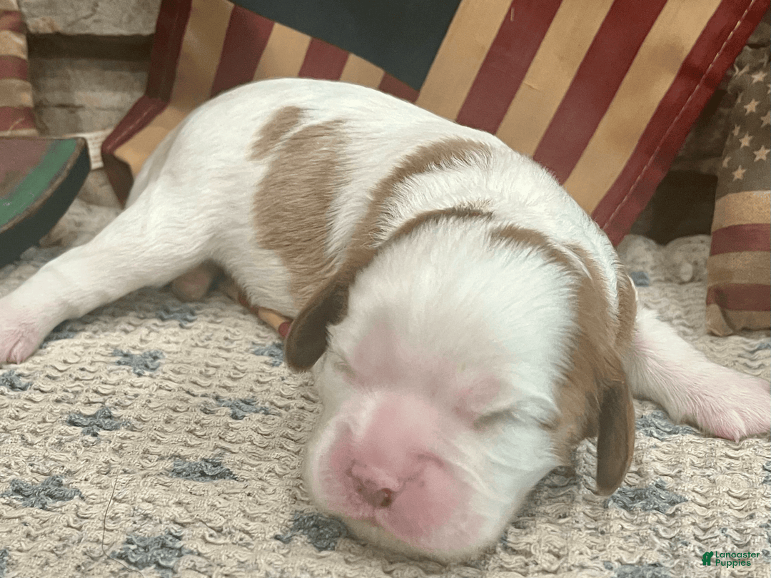 Cavalier King Charles Spaniel dogs for sale: Banner - Image 1