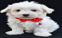 Maltese dogs for sale: Alexander - Image 4