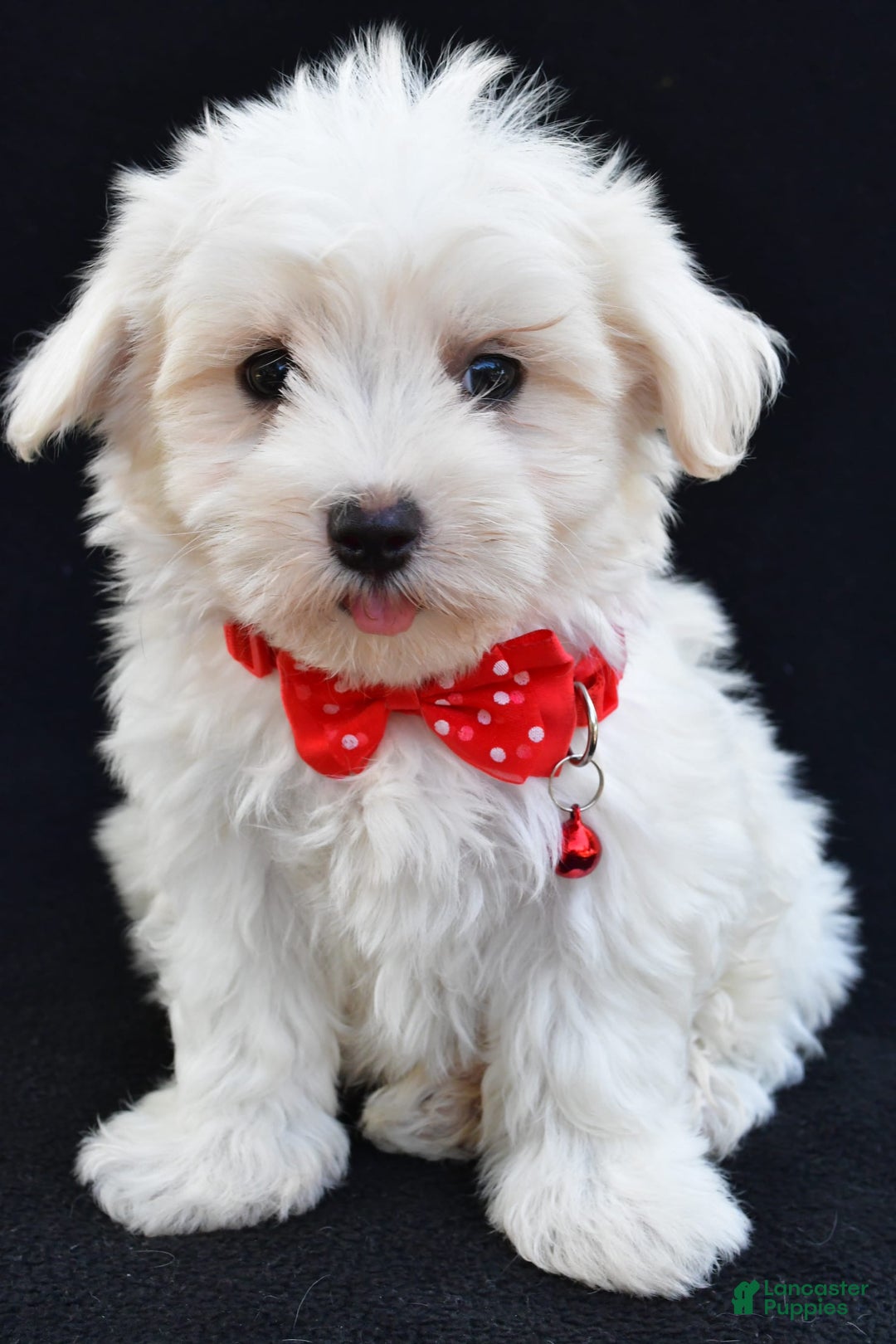 Maltese dogs for sale: Alexander - Image 4