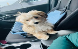 Morkie dogs for sale: Jayce - Image 3