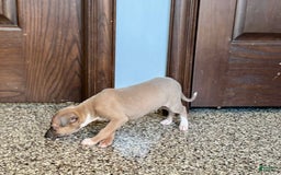 Italian Greyhound dogs for sale: Derek - Image 4