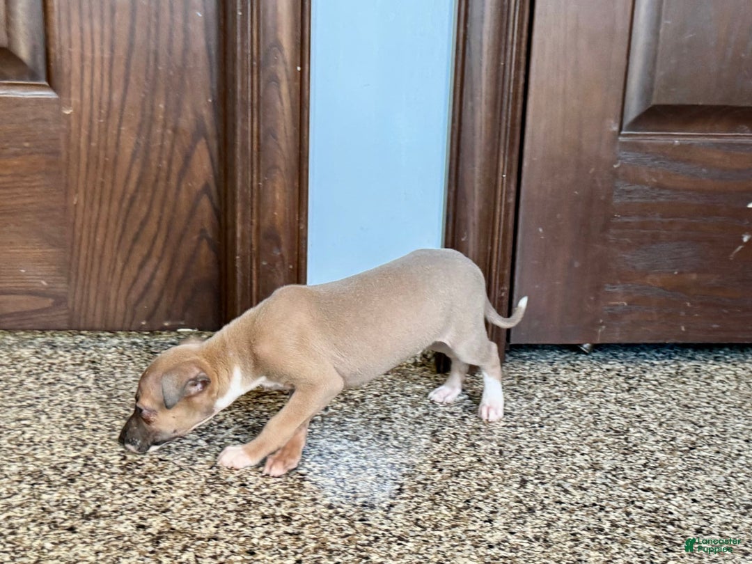 Italian Greyhound dogs for sale: Derek - Image 4