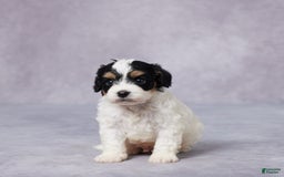 Cavapoo dogs for sale: Ted - Image 1