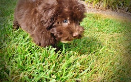 Havapoo dogs for sale: Humble - Image 12