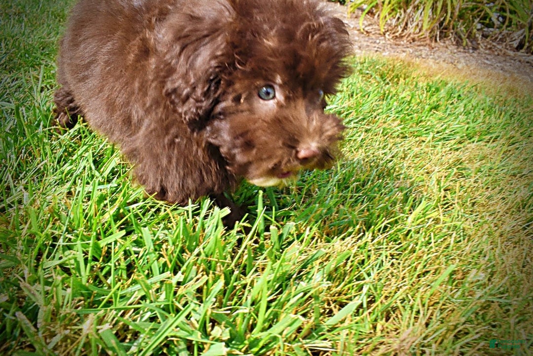 Havapoo dogs for sale: Humble - Image 12