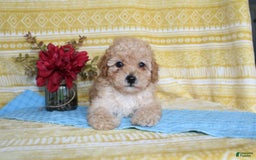 Mini Goldendoodle dogs for sale: Lewis - Image 9