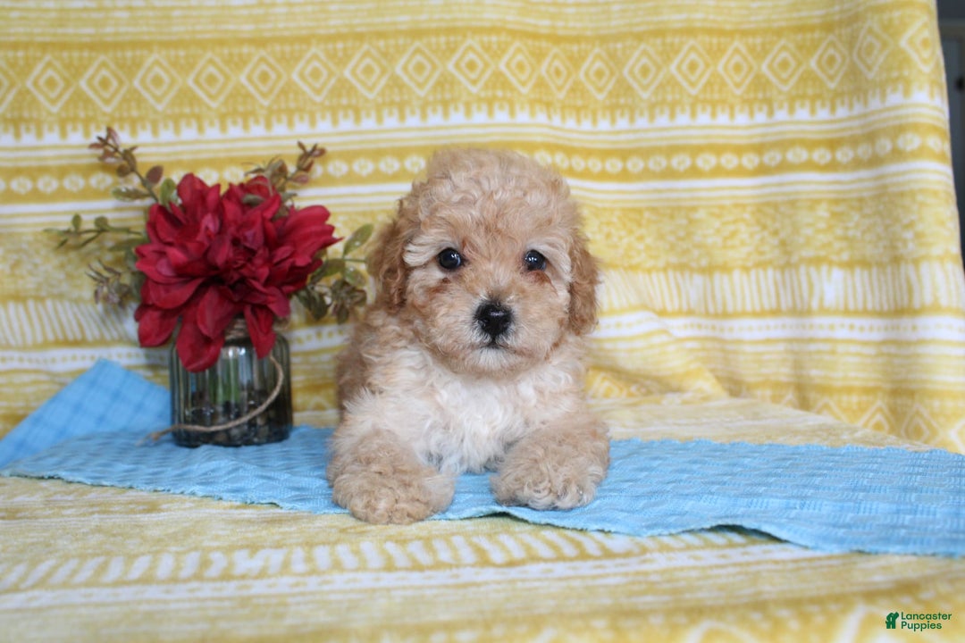 Mini Goldendoodle dogs for sale: Lewis - Image 9