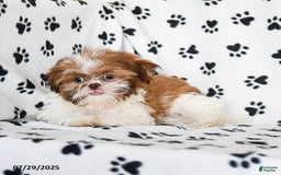 Shih Tzu dogs for sale: Charlie - Image 16