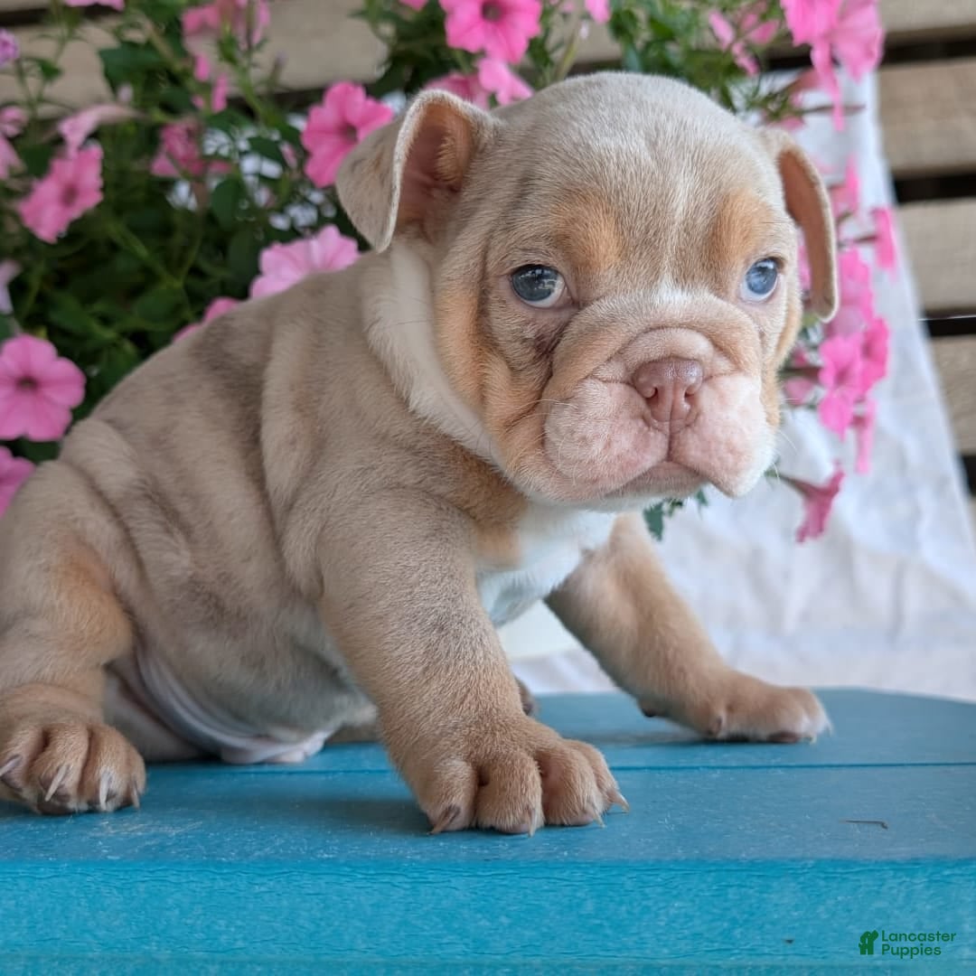 English Bulldog dogs for sale: Hunter - Image 9