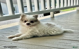 Pomeranian dogs for sale: Kody - Image 2