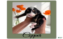 Bernedoodle dogs for sale: Copper - Image 5