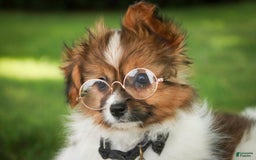 Papillon dogs for sale: Rome - Image 32